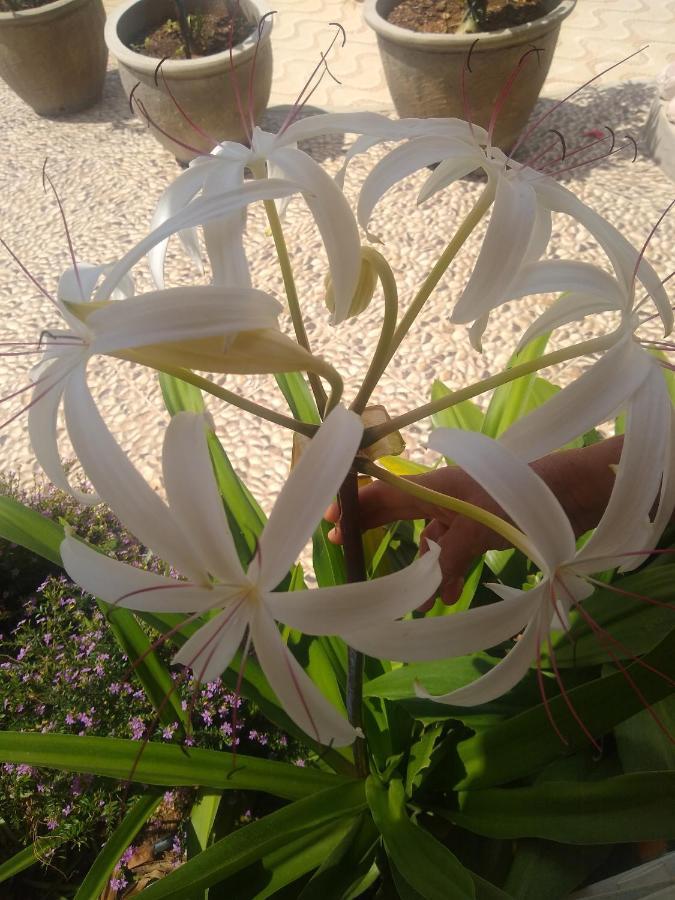 Flor De Mandacaru Pousada Boqueirao  Екстер'єр фото